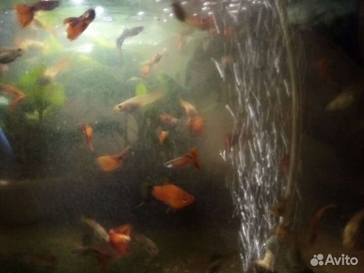 Рыбки гуппи, меченосцы, малинезии