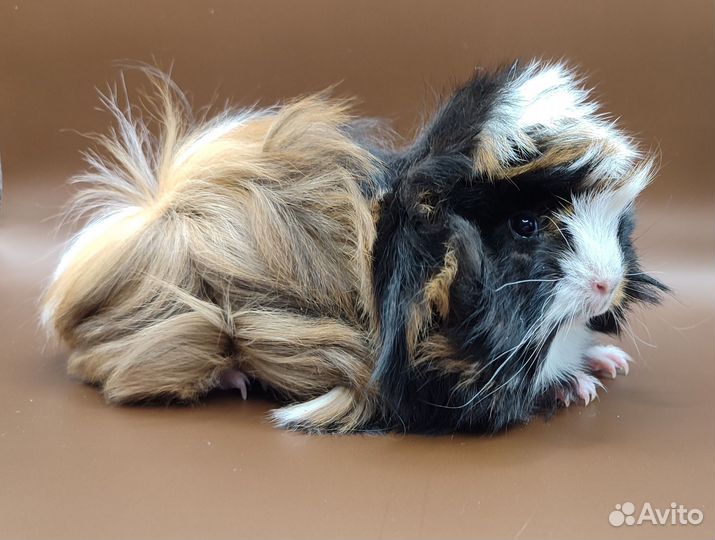 Морская свинка два месяца