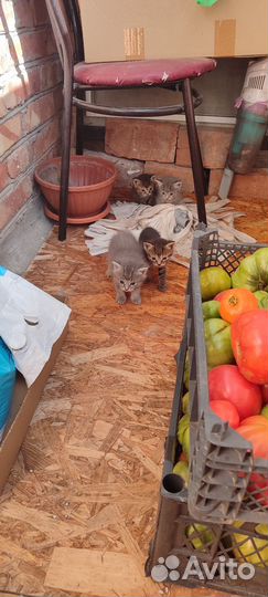 Котята в добрые руки приучены к лотку