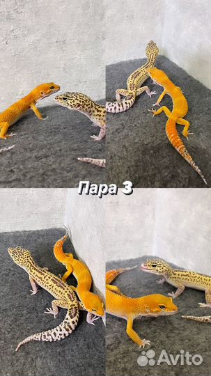 Геккон эублефар