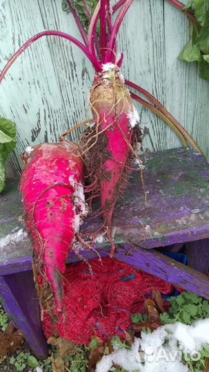 Свекла кормовая