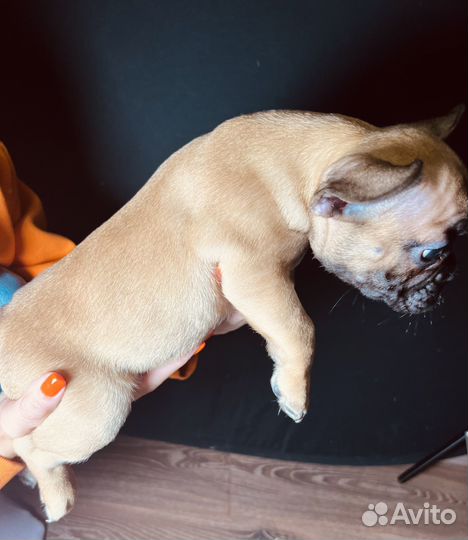 Щенок французский бульдог