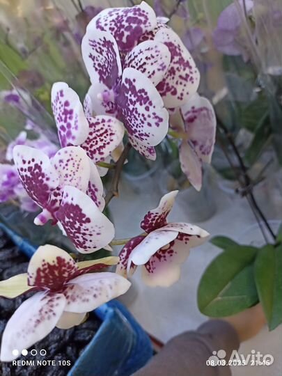 Орхидея биг лип