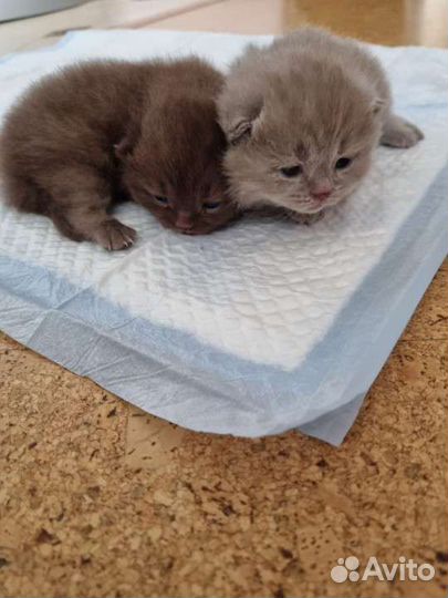 Шотландский кот вязка