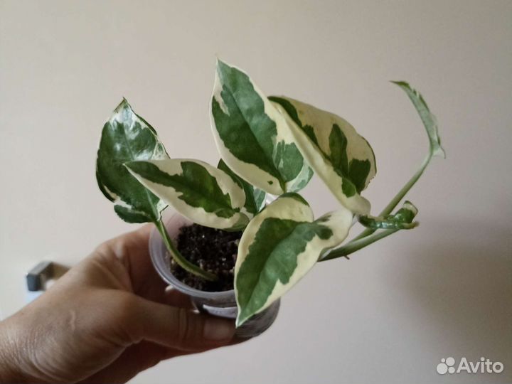 Сциндапсус