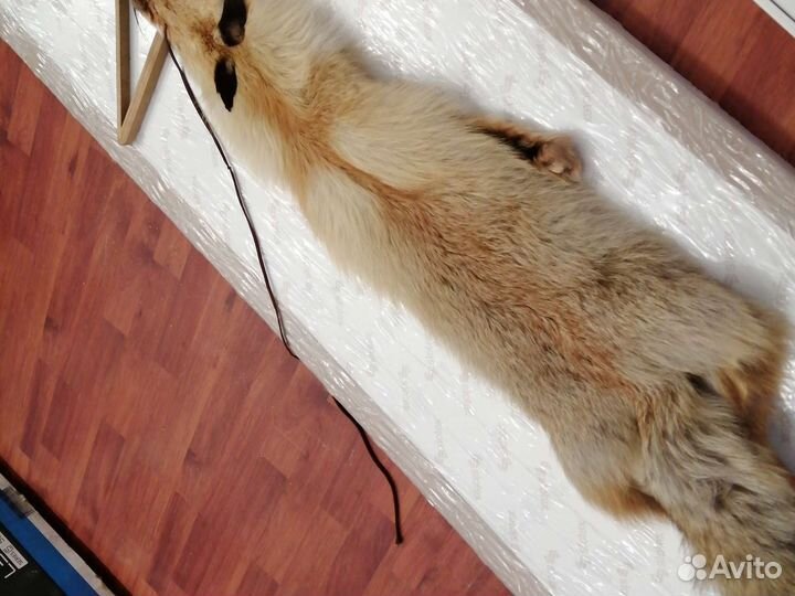 Шкурка рыжей лисы