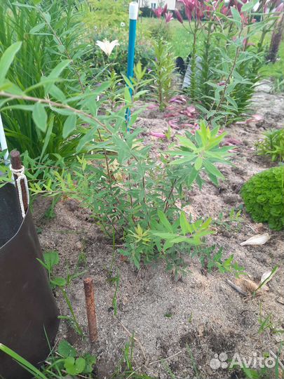 Спирея японская (невеста)