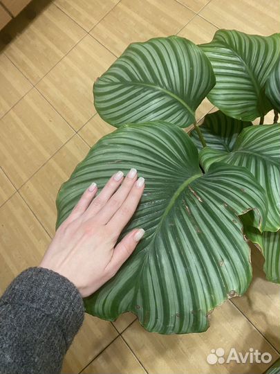 Калатея Орбифолия