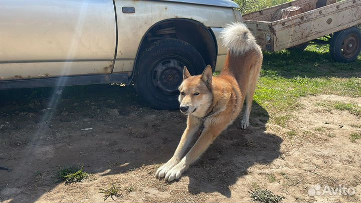 Лайка мальчик связка