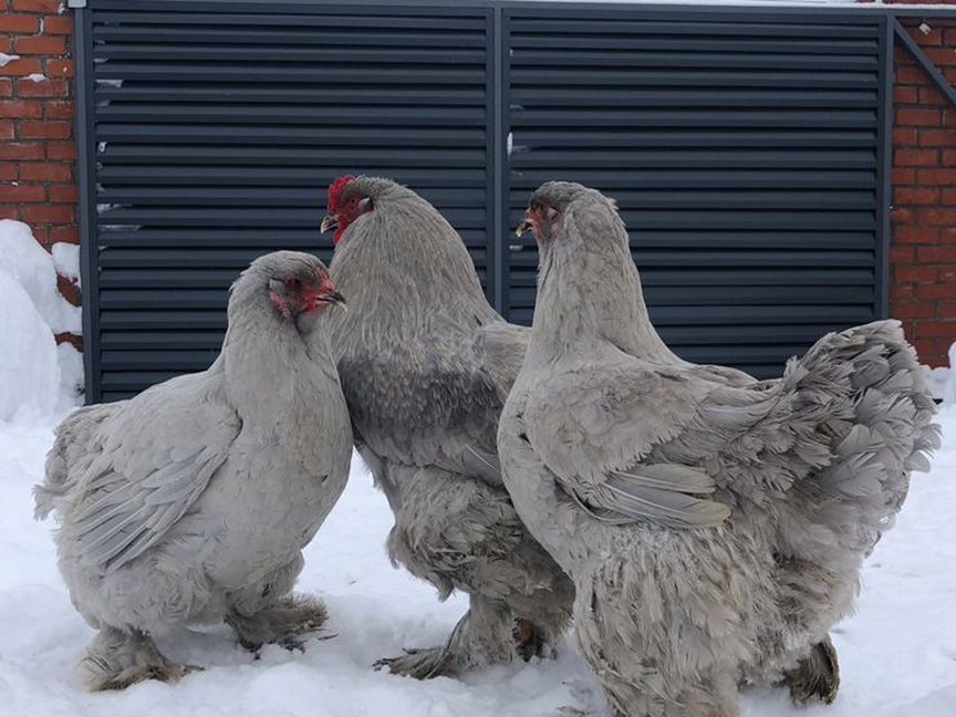 Брама Лаванда семья, молодки, цыплята, яйцо