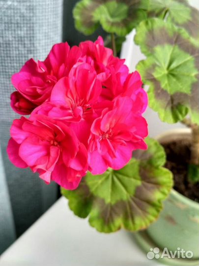 Комнатные цветы