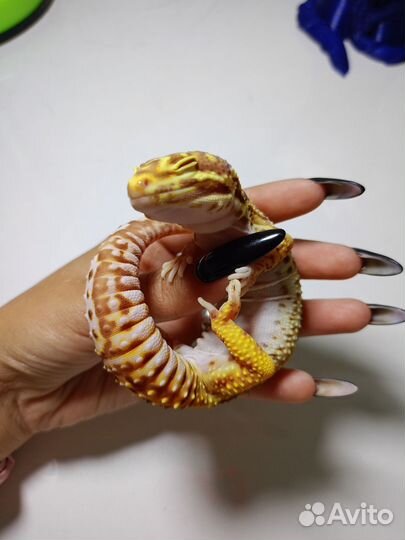 Ящерица эублефар