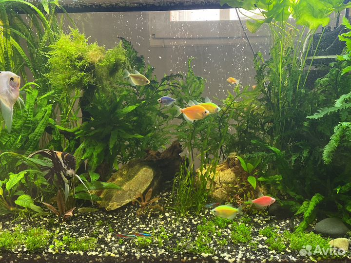 Обмен растений на рыбок не хищных пород