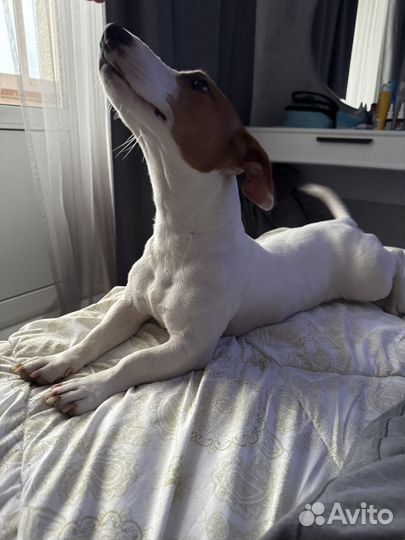 Джек рассел вязка