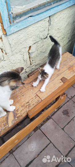 Кошки в добрые руки бесплатно