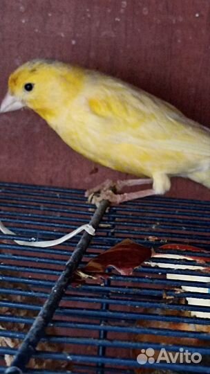 Птичка кенар