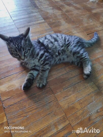 Метис бенгальский в дар