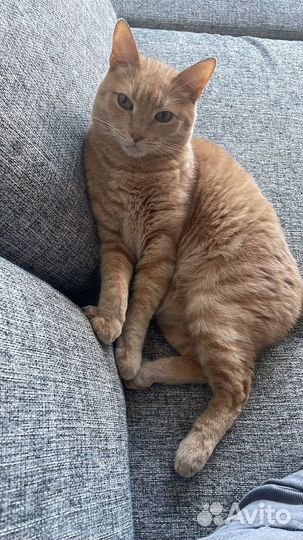 Ищем дом семейному коту