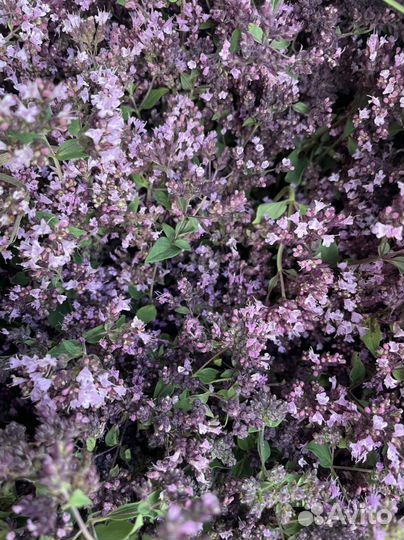 Душица лесная