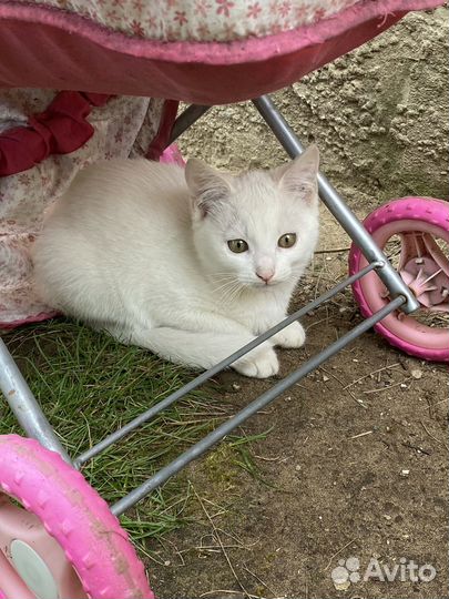 Котенок в добрые руки