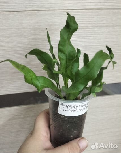 Микросорум Punctatum CV Twisted Dwarf Special