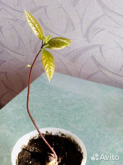 Авокадо дерево