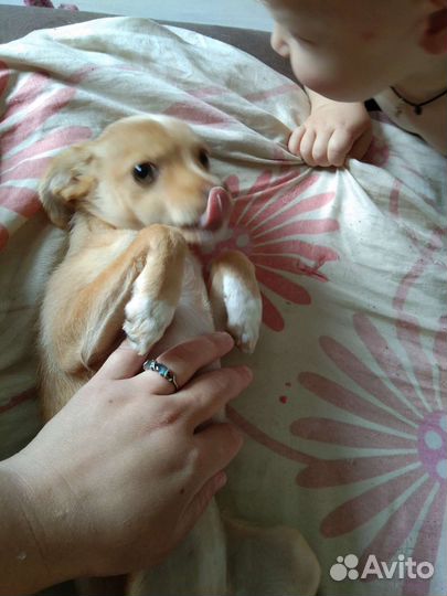 Собака маленькая порода