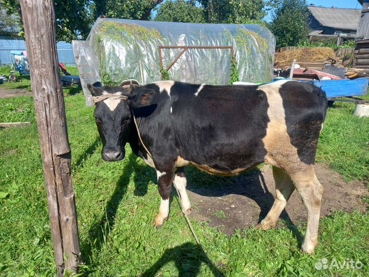 Продам хряка