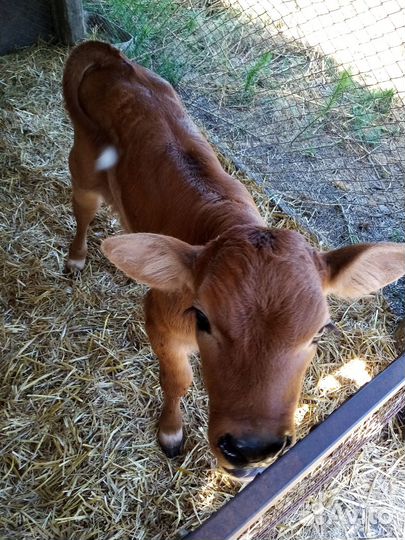 Продается бычок