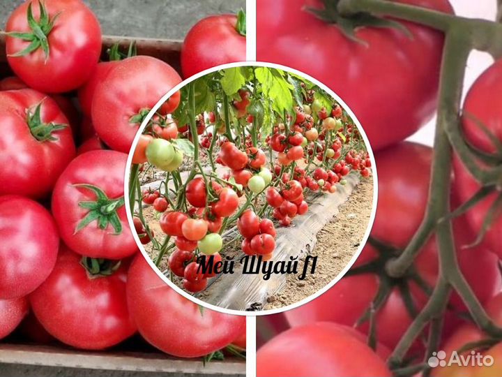 Профсемена высокорослых помидор Европа, Япония Ч 1