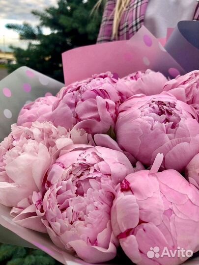 Пионы Букет пионов