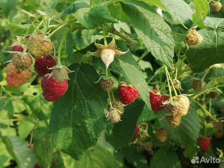 Продажа малина ягода