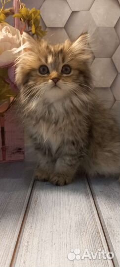 Британские котята хайленд