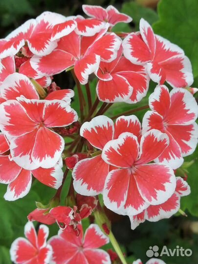 Пеларгония, герань сортовая