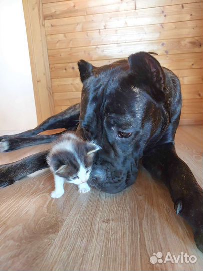 Мальчики котики