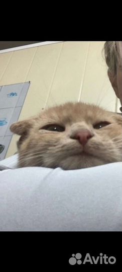 Вислоухий кот