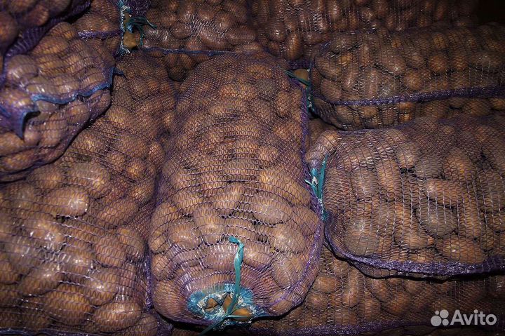 Продам картофель