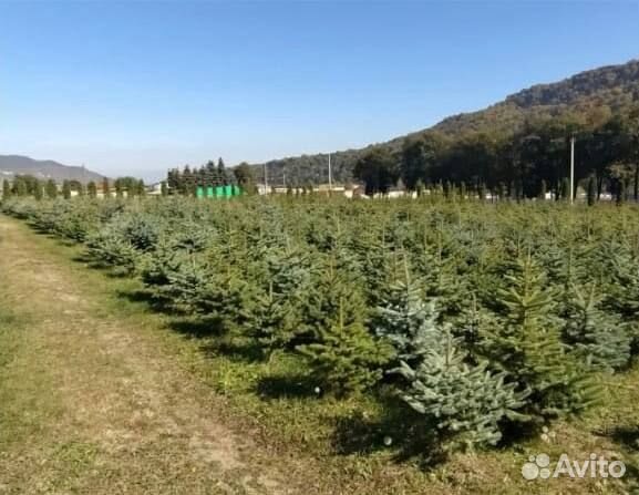 Ель сибирская extra 360-380см