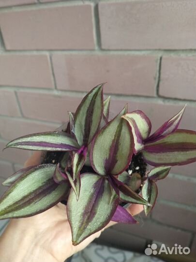 Комнатные растения цветы