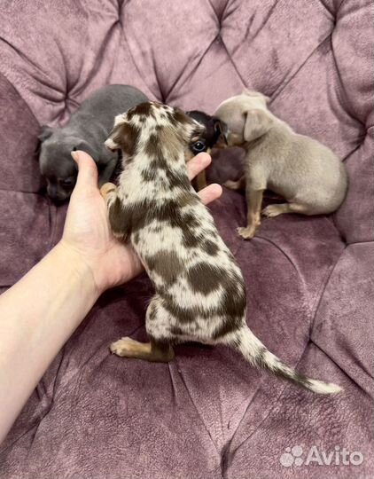 Тойчики на любой вкус