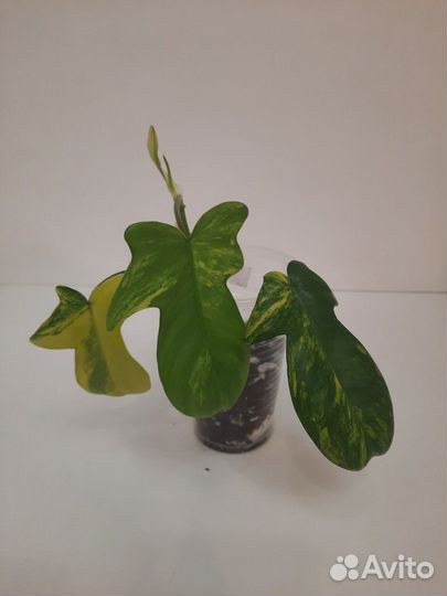 Филодендроны 2