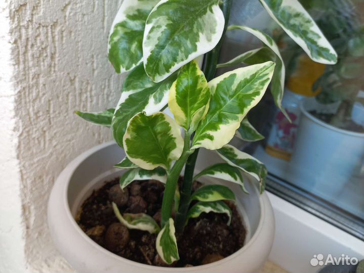 Педилантус