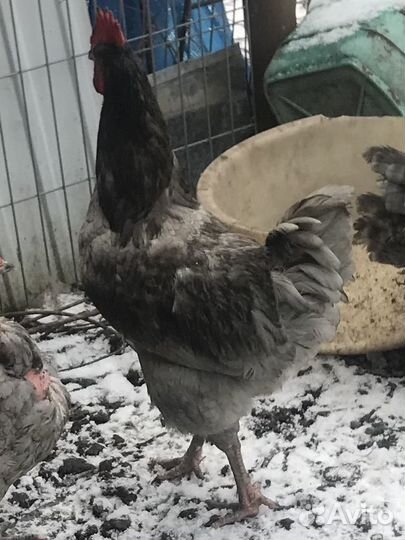 Племенные петухи