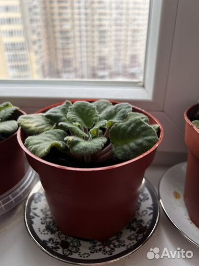 Комнатные растения цветы