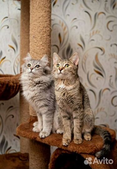 Молодые кошечки в добрые руки