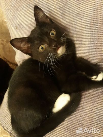 Котёнок в добрые руки