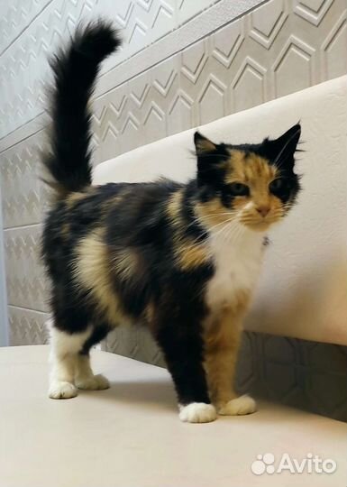 Кошка в дар бесплатно