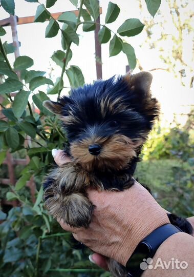 Йоркширский терьер девочка