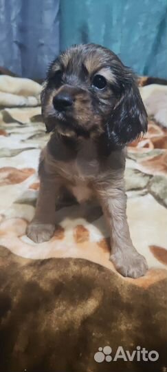 Домашние животные собаки щенки