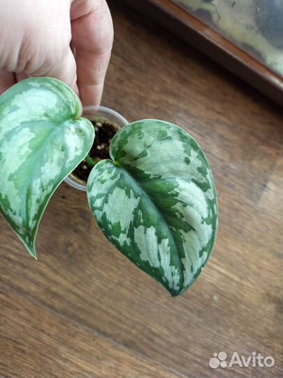 Сциндапсусы